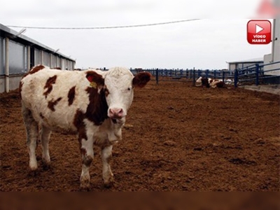 Süt ve yem kalitesi yatırımcıyı Aksaray'a çekiyor