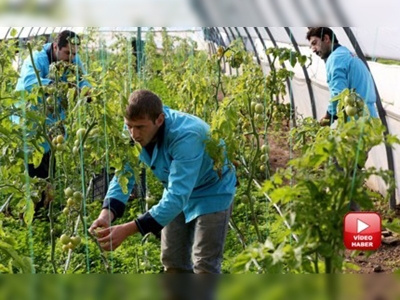 Cezaevinde tarım ve hayvancılıkla uğraşıyorlar