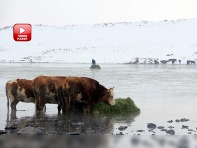 Su altındaki otlarla hayvanlarını besliyorlar