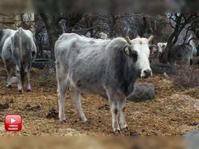 Yerli boz sığırın pazar değeri arttırılacak