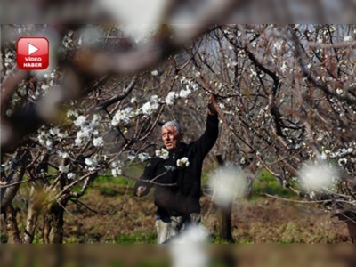 Ağaçlar çiçek açtı üretici sigortaya koştu