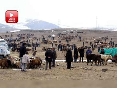 Ardahan'daki kuduz karantinası sona erdi