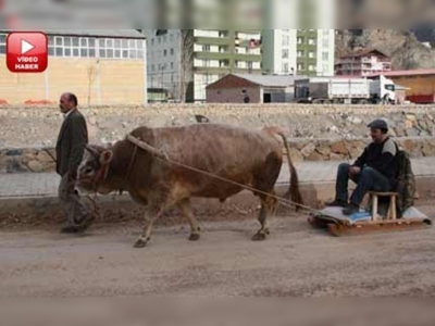 Boğalar el ense çekmeye hazırlanıyor