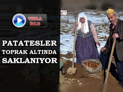 Patatesleri toprak altında saklıyorlar