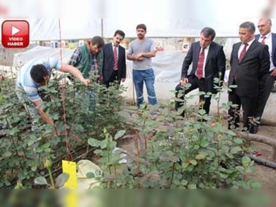 Osmaniyede gül üretimi hızla gelişiyor