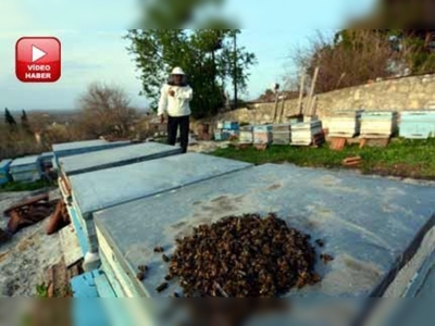 Çukurova'da toplu arı ölümleri üreticiyi endişelendiriyor 