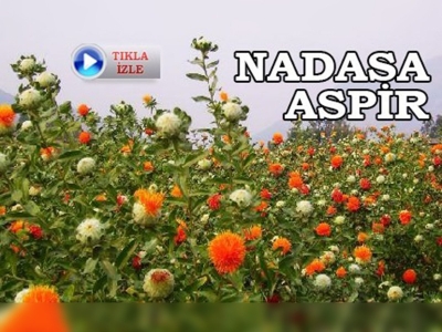 Nadasa bırakılan arazilerde aspir ekilecek