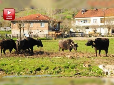 Manda yetiştiricileri teşvik için birlik kuracak