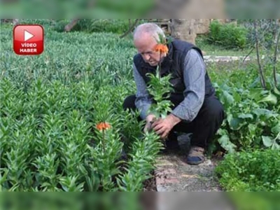 Babasının vasiyetiyle ters lale üreticisi oldu