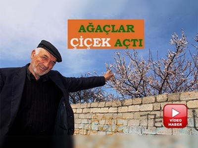 Doğunun Çukurovasında ağaçlar çiçek açtı