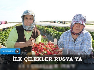 Silifkede tarla çileklerinin ihracatı başladı