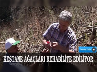 Kestane ormanları köylüye gelir kapısı olacak