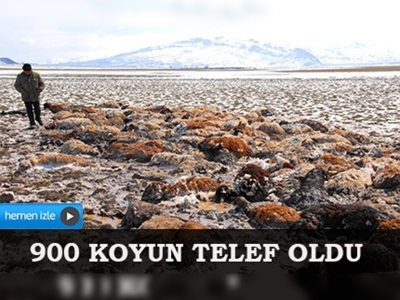 Ağrı'da tipi yüzünden 900 koyun telef oldu