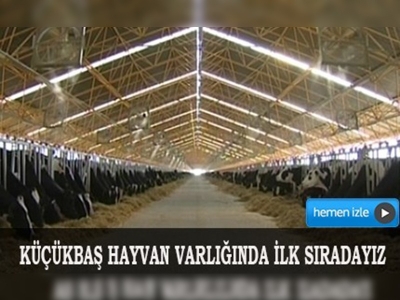 Türkiye hayvancılıkta Avrupa'da liderliğe oynuyor