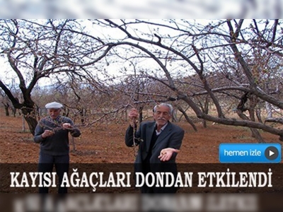 Elazığda kayısıya don tehdidi