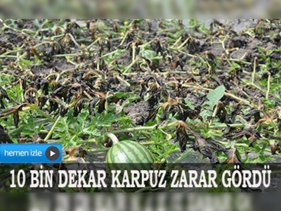 Tarsusta şiddetli rüzgâr karpuza zarar verdi