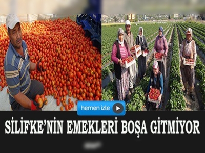 Silifkede çilek ve domates ihracatı başladı