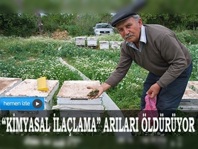 Aydında şaşırtan arı ölümleri