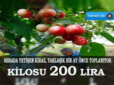 Bu kirazın kilosu 200 lira 