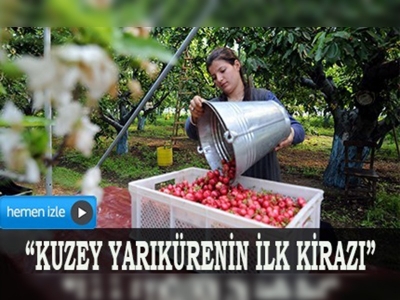 Kuzey yarımkürenin ilk kirazı, Kemalpaşa'dan yola çıktı