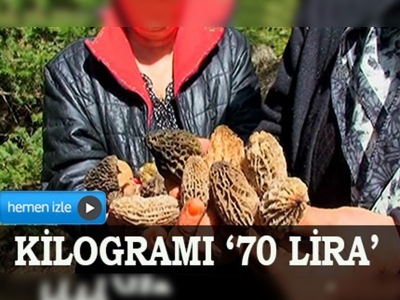 Kilogramı 70 liraya mantar