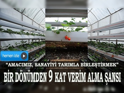 Düzce'de fabrika atıklarıyla çilek üretiliyor