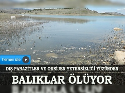 Karamanlı Barajı'ndaki toplu balık ölümleri