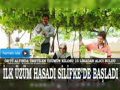 Türkiyenin ilk üzüm hasadı Silifkede başladı