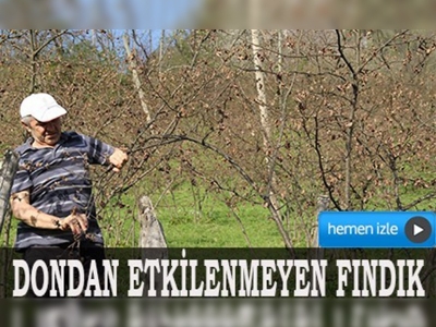 Dondan etkilenmeyen fındık