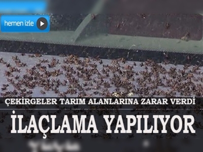 Seydikemerde çekirgeler tarım alanlarına zarar verdi 