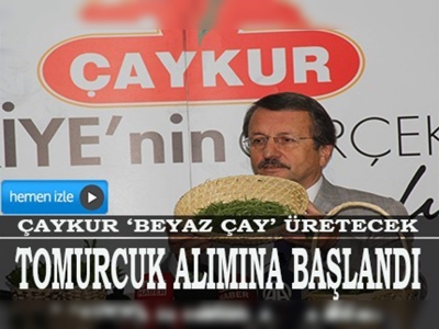 ÇAYKUR beyaz çay üretimine başlıyor