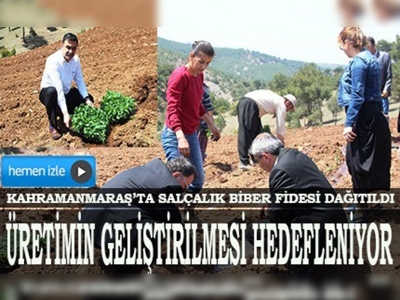 Kahramanmaraşta salçalık biber fidesi dağıtıldı