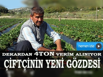 Hatayda çiftçinin yeni gözdesi çilek