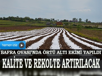 Bafra Ovasında örtü altı ekimi yapıldı