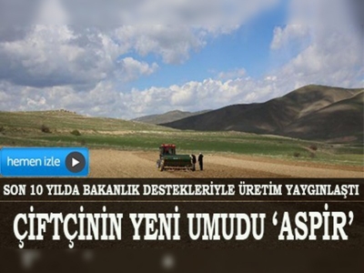 Aspir, çiftçilerin umudu oldu 