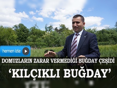 Domuzların zarar vermediği buğday çeşidi