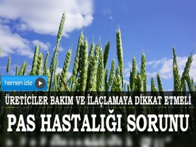 Trakyada buğdayda pas hastalığı sorunu