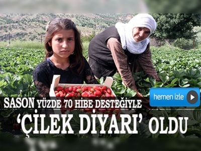 Yüzde 70 hibe desteğiyle Sason çilek diyarı oldu