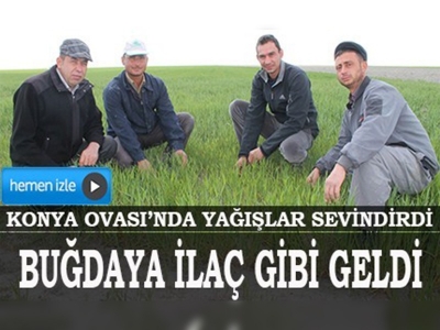 Konya Ovasında yağışlar buğdaya ilaç gibi geldi