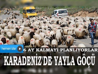 Karadeniz'de yayla göçü sürüyor