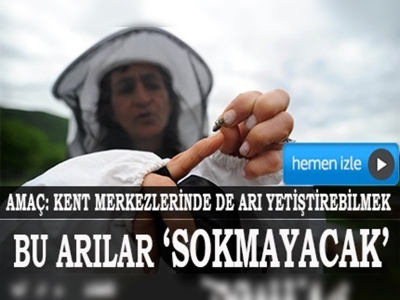 Sokmayan arı ırkı yetiştirilecek