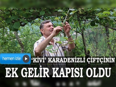 Kivi, Doğu Karadeniz çiftçisinin ek gelir kapısı