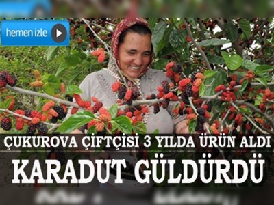 Çukurova çiftçisinin yüzü karadut üretimiyle güldü