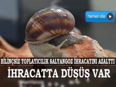 Salyangoz ihracatında düşüş