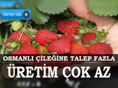 Osmanlı çileğinin alıcısı çok, üreticisi az