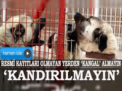 Kangal köpeği alırken dikkat