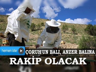 Çoruh'un balı, Anzer balına rakip olacak