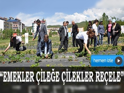 Tunceli’de 'Emekler Çileğe Çilekler Reçele' Projesi