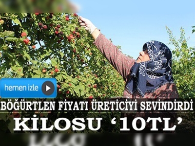 Böğürtlen fiyatı üreticiyi sevindirdi