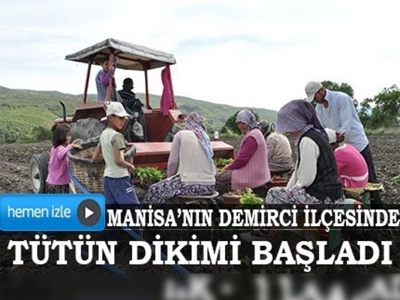 Tütünde dikim başladı